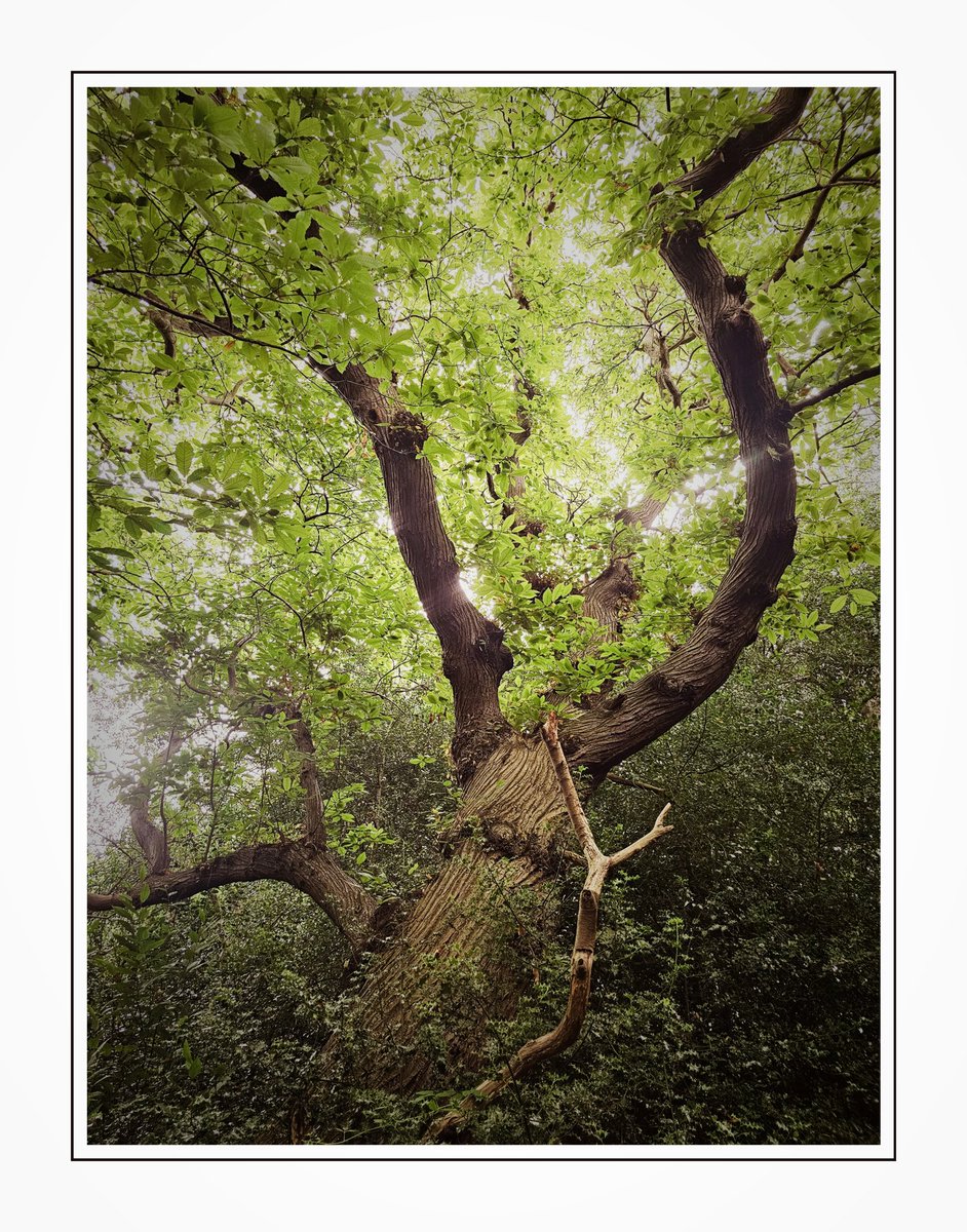 "Imposing Sweet Chestnut Specimen!"

Happy #ThickTrunkTuesday :-)

#Trees
#Nature
#Woodland