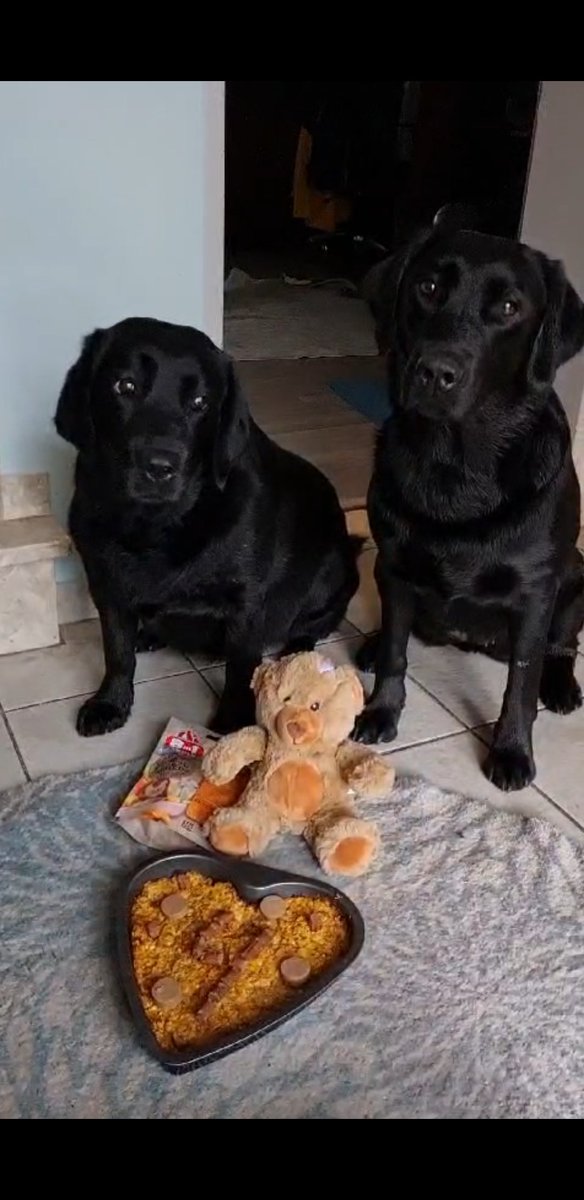 🥳🥳 Heute ist mein Geburtstag,  ich bin 4 geworden.  Rikku , Papa und Mama haben Kuchen gebacken und es gab einen neuen Teddy, kommt alle vorbei wir machen Party.  🥳