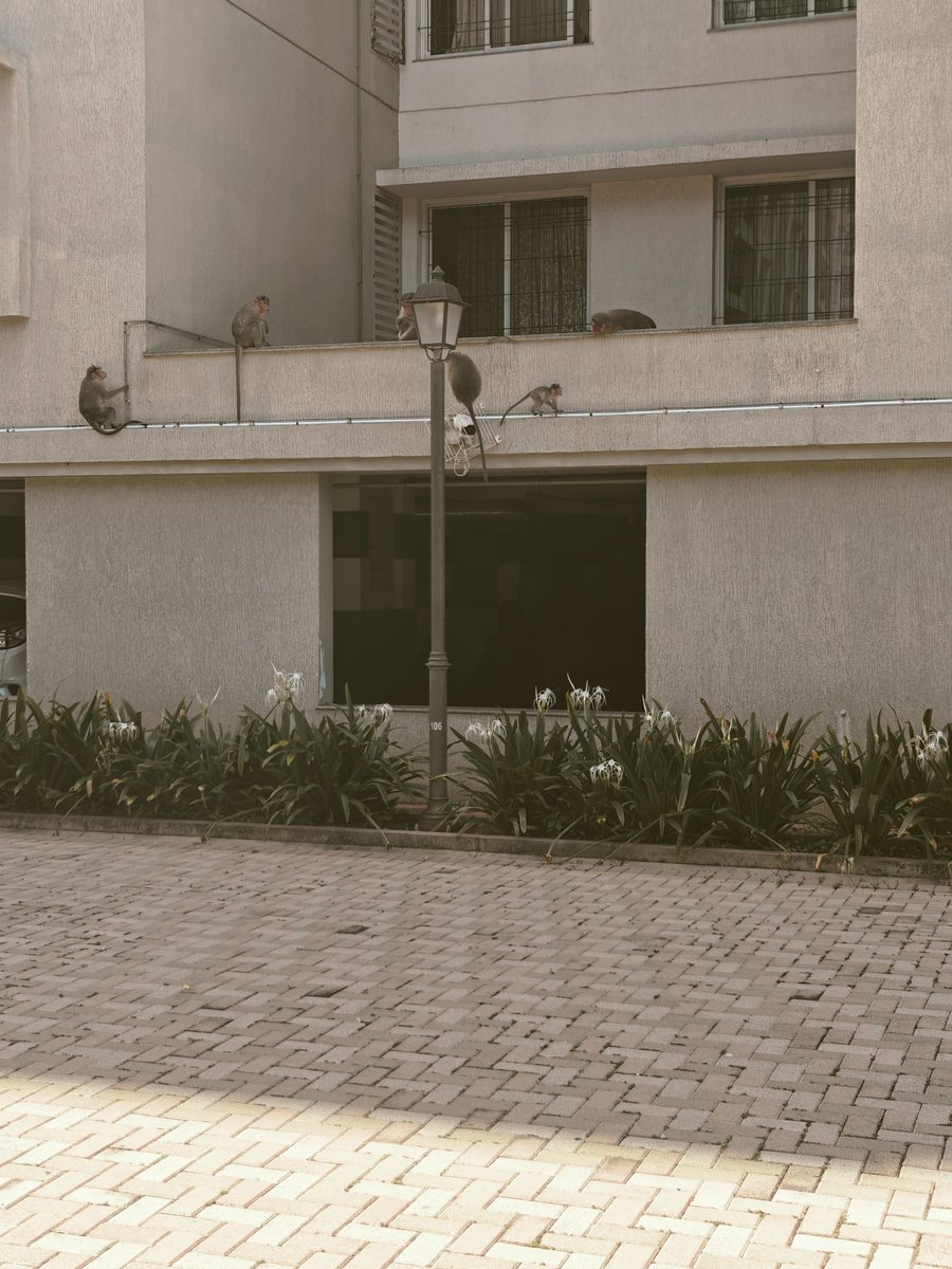 Madhan275's tweet photo. (1/2)
@SobhaLtd @sobhabuilder From #SobhaMeritta Chennai. Around 50 monkeys are staying inside the apartment, creating a mess by pooping around bikes, cars, &amp; pathways. We can't even open our windows in the bedroom and kitchen. https://t.co/3EkTfdtlDw