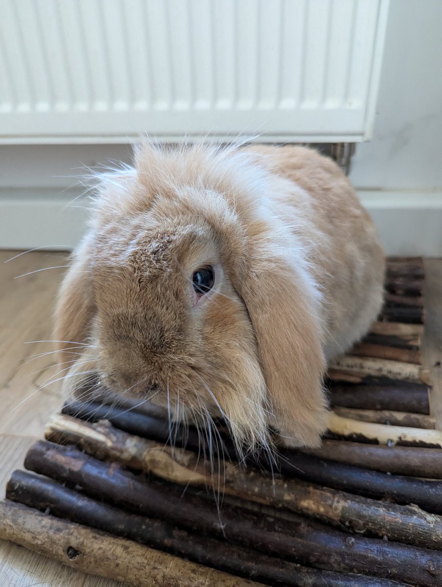 Murriarty's tweet photo. Jede weiche Unterlage wird ignoriert, aber auf das Ding, was eigentlich ne Brücke/Tunnel aus Holz ist, wird sich gesetzt... 🫣😅 https://t.co/RY8nDRvOP1