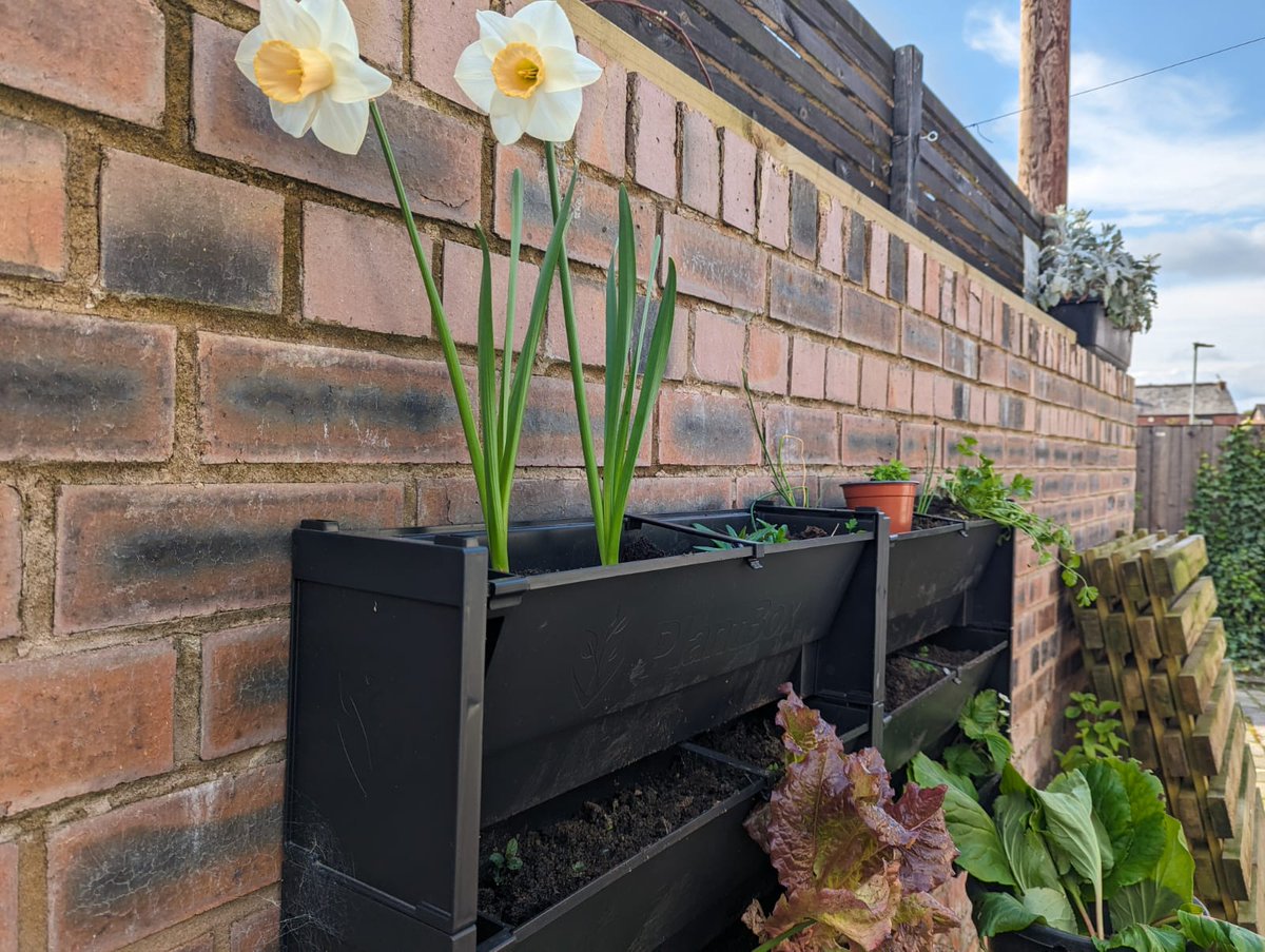 St Mary's Park is a lovely open space to garden and grow vegetables. But what about a back alley amongst terraced housing?

Read about Mike and Debbie's proud creation; a ginnel garden. Making #Prestwich look even better. 

microforestgarden.blogspot.com/2024/09/ginnel…