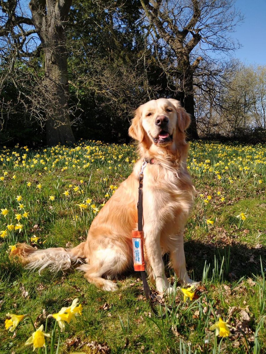 Bailey is now on Instagram as Guide Dog Bailey Golden Retriever