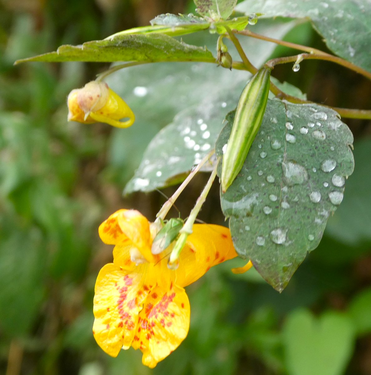 Orange jewelweed in the rain 🧡💎🧡
Also known as orange balsam this is an introduced species, which has become naturalised in the UK. 
It is especially common around the Thames🧡
#FlowersOfTwitter #Oxford