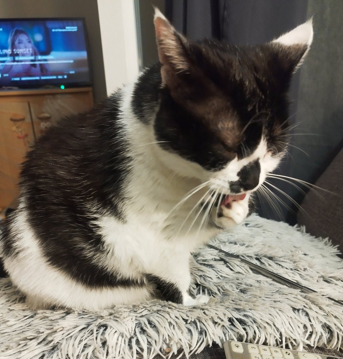 🎀 Queen Mimine, Yron et Genzo des ✨🦁 tweet media