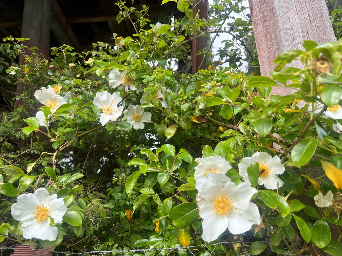 LivingLegendsAU's tweet photo. 🌹 A big thank you to Neutrog for their incredible ongoing support!
With amazing fertilisers like #SuddenImpactForRoses, #RapidRaiser, #GoGoJuice and #WhoFlungDung, we’re watching our gardens flourish just in time for the Spring season. Our “Fried Egg” rose is already blooming! https://t.co/HOjj1Pog7A