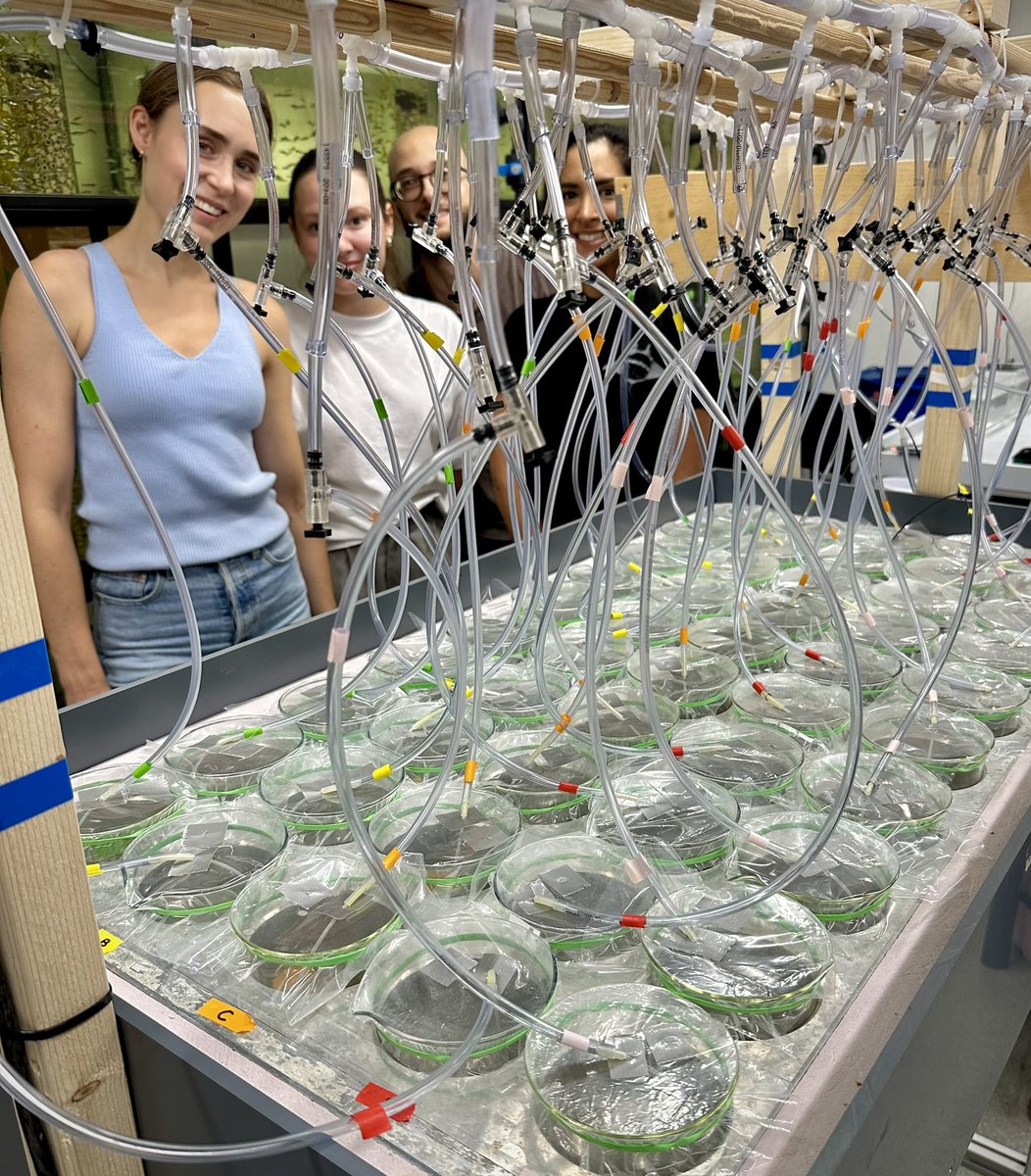 Thermal gradient table experiment ongoing. 
900 embryos under 50 different treatments 😅