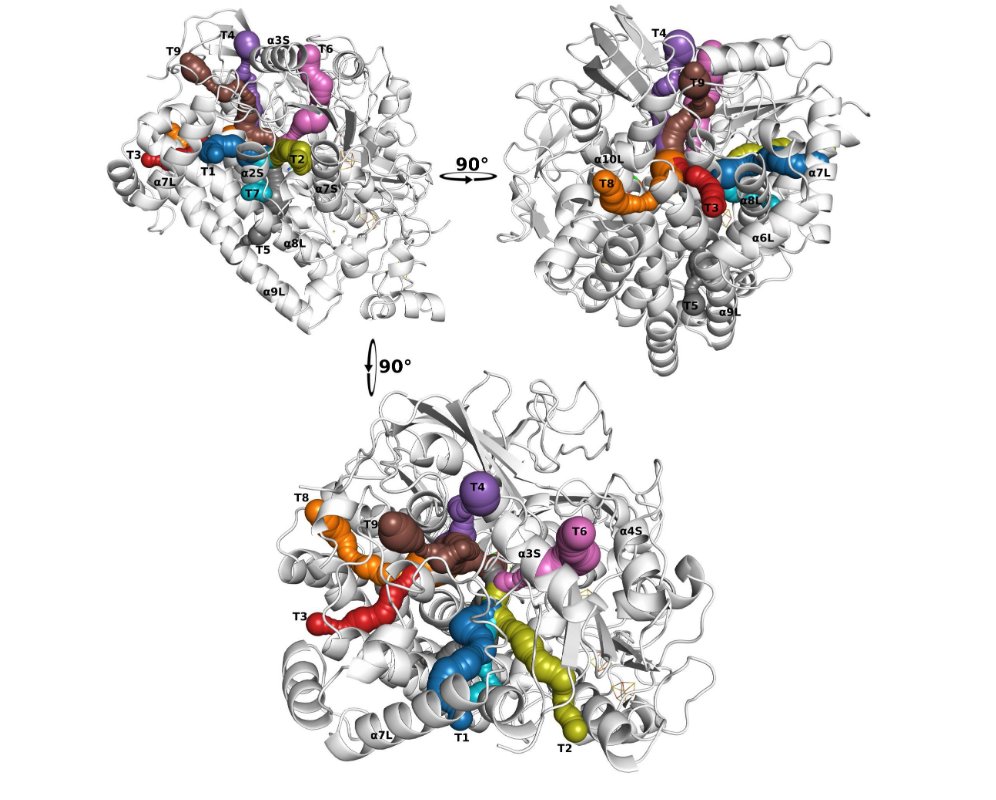 anunesalves's tweet image. Happy to share the work from @Farzin72256221, Iris Guo and me: we developed PathInHydro, a set of supervised #MachineLearning models to identify unbinding paths for gas molecules in [NiFe] hydrogenases.
#compchem @UniSysCat  
doi.org/10.26434/chemr…