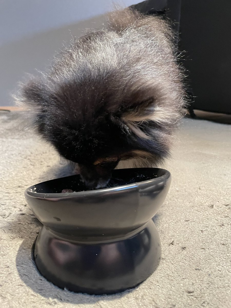 zeboyan's tweet photo. トリミング連れていかれて拗ねてるから大好きなかつお節をごはんにトッピングしてあげたら変な顔で食べに来る我が子 https://t.co/5sZeDHGQ55