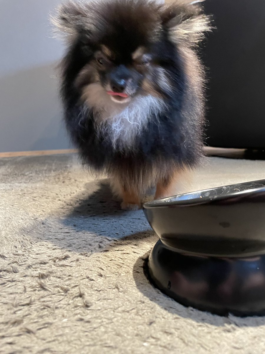 zeboyan's tweet photo. トリミング連れていかれて拗ねてるから大好きなかつお節をごはんにトッピングしてあげたら変な顔で食べに来る我が子 https://t.co/5sZeDHGQ55