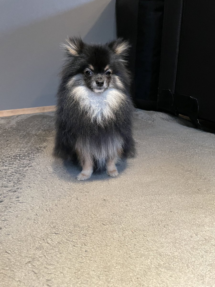 zeboyan's tweet photo. トリミング連れていかれて拗ねてるから大好きなかつお節をごはんにトッピングしてあげたら変な顔で食べに来る我が子 https://t.co/5sZeDHGQ55