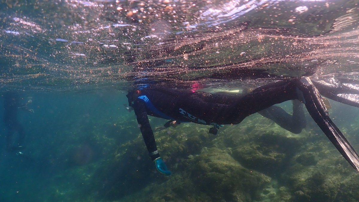 筑波大学下田臨海実験センター　公式アカウント tweet media