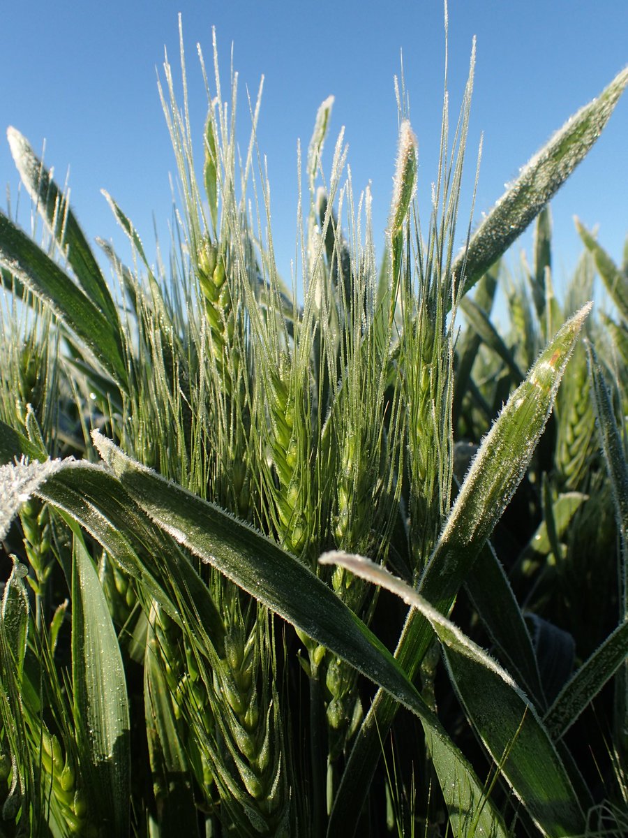 Felicity Harris (@phenologyisfun) on Twitter photo Interested in frost research and want to be part of a vibrant team?
Come join in the fun <a href="/CharlesSturtUni/">Charles Sturt University</a>! 🌾❄️
external-jobs.csu.edu.au/cw/en/job/4976… Interested in frost research and want to be part of a vibrant team?
Come join in the fun <a href="/CharlesSturtUni/">Charles Sturt University</a>! 🌾❄️
external-jobs.csu.edu.au/cw/en/job/4976…