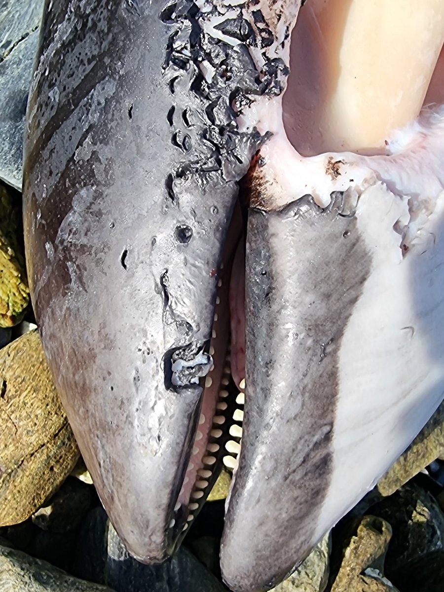 Had a fascinating few hours yesterday helping the lovely Peter take measures and samples of this harbour porpoise for <a href="/strandings/">SMASS</a> 🌊🐳  So cool to see this little cetacean up close! 
Anybody any thoughts on what the banana shaped markings might be?