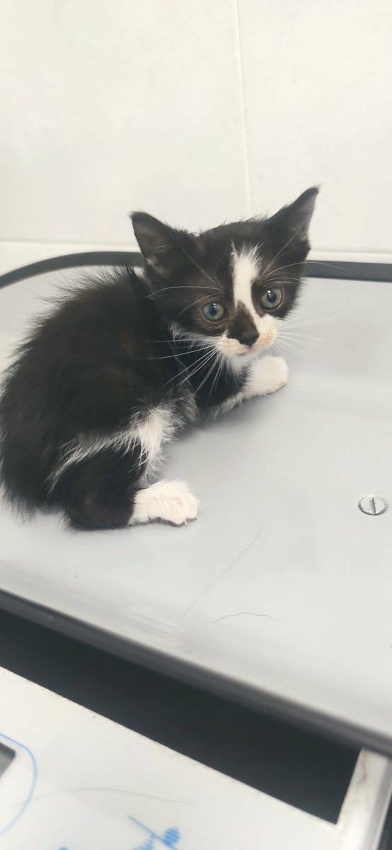 El domingo noche nos avisaron de que habían abandonado a una camada de gatitos en la colonia

Están acogidos en un baño, tienen 1 mes, hay 4 machos y 1 hembra

Enseguida estarán en adopción 
¿Nos ayudas a buscarles hogar? 

📍Murcia, pueden viajar

📩 info@catmur.es
📱626925223