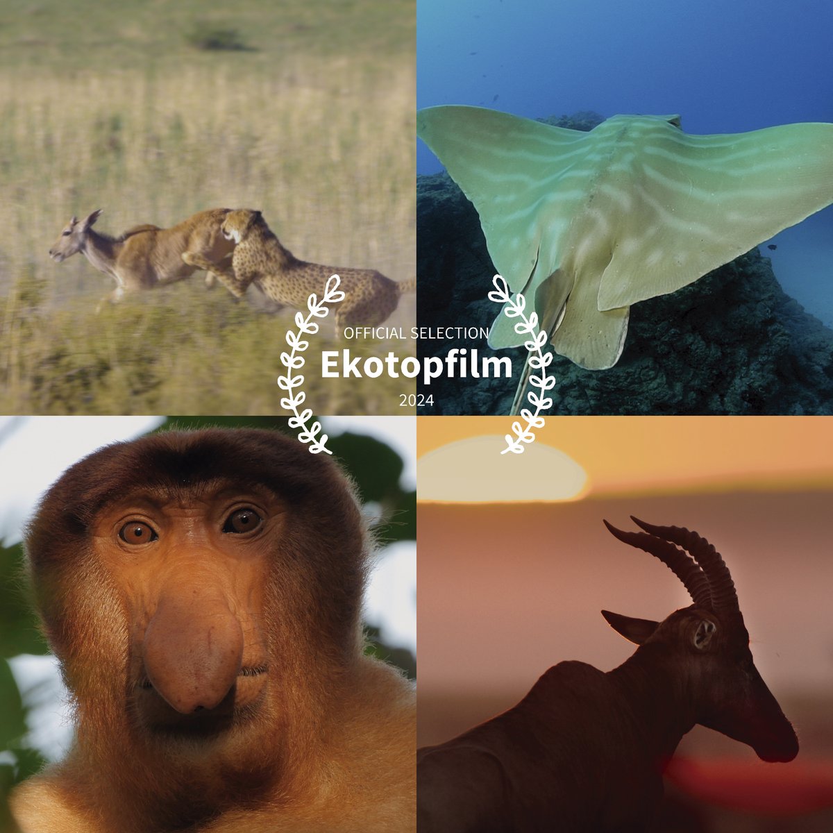 🎙¡Más buenas noticias esta semana! Nuestros documentales Guerrillas Salvajes, Más que monos: Unos parientes muy cercanos, Mawindo: El gran drama del Serengueti e Islas Canarias: Las hijas del volcán han sido seleccionados en el prestigioso festival Ekotopfilm de Eslovaquia :)