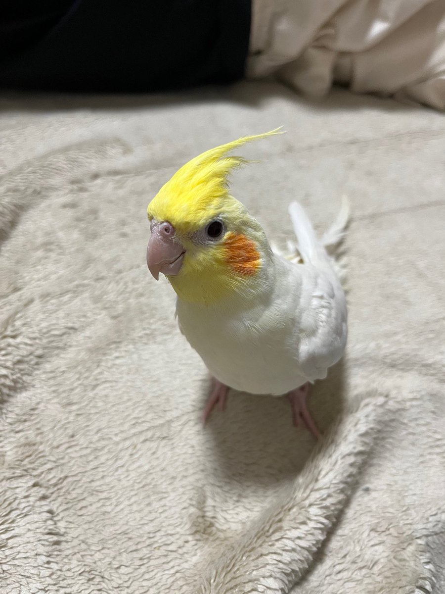 TSUBASA6077's tweet photo. 【拡散希望】
オカメインコ　ルチノーの迷子情報です

場所：東京都世田谷区若林
日時：24/08/31
名前：ユキ
特徴：よくおしゃべりをします。頭や肩に乗ってきます。

情報お持ちの方、下記までご連絡を
tsubasa0615@gmail.com
情報拡散のご協力お願いします https://t.co/uL1Zv5wiLy