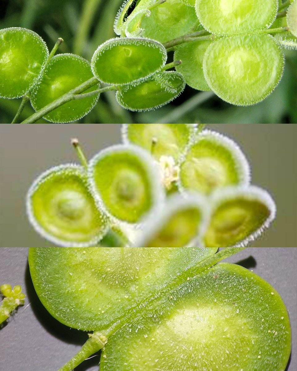 Andréa Philippon tweet media