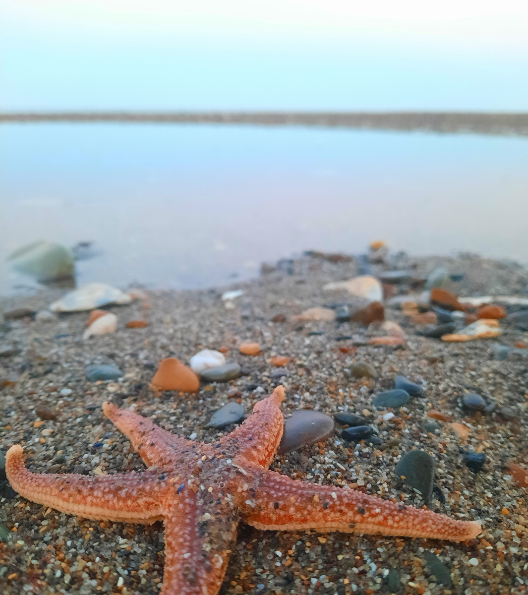 Life’s a beach, and today it’s starry. ✨🐟
Embrace the calm and let the waves wash away your worries. #beach #calm #peaceful