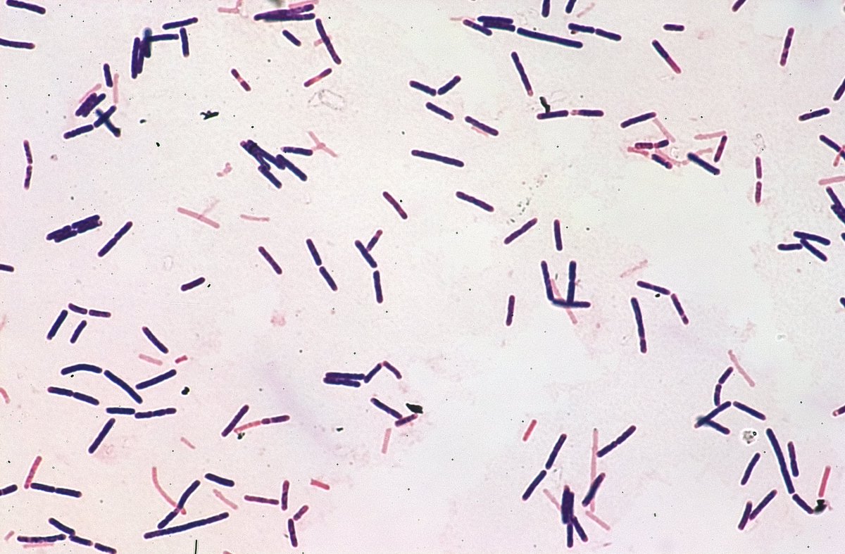 🦠 Le botulisme est une affection neurologique grave provoquée par une toxine très puissante produite par la bactérie Clostridium botulinum. Tout comprendre sur cette infection en consultant notre fiche maladie 👉 pasteur.fr/fr/centre-medi… 

#Botulisme