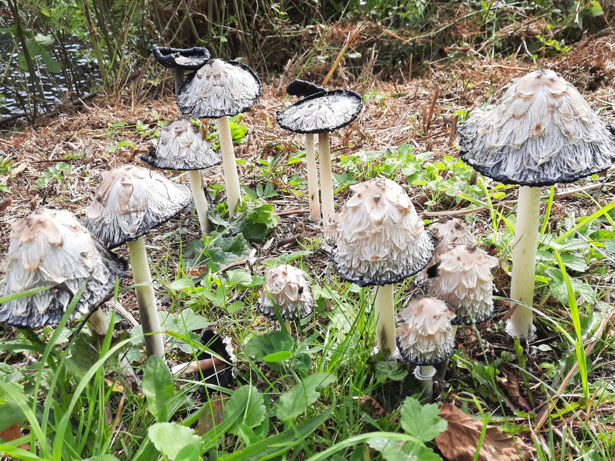 @HeronMountain tweet media