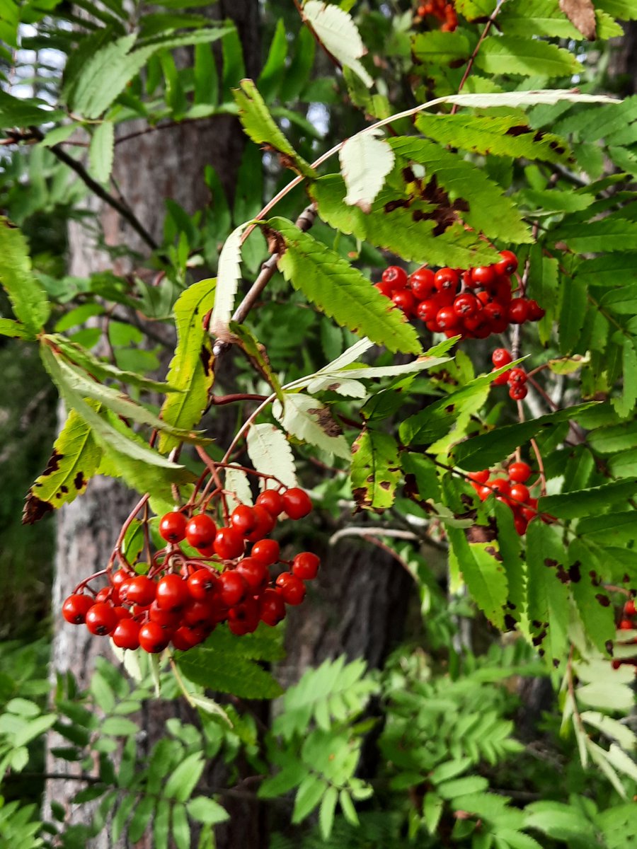 @HeronMountain tweet media