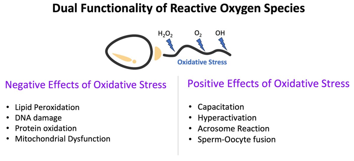 #mdpiMedicina #TopCitedPaper   

📢#Oxidative #stress and #Male #infertility: The Protective Role of #Antioxidants

✍️By Aris Kaltsas.
👉mdpi.com/1648-9144/59/1…