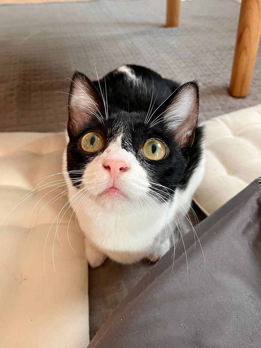 calicomusashino's tweet image. 🌸正式譲渡のお知らせ🎉
この度【タム】が正式にお家の子になりました！！
たくさん構ってもらえる環境で可愛がってもらい、
のびのびしている様子が嬉しいですね🥰
よかったです！！
相変わらず可愛いです💕
好きなだけ甘えていつまでも元気でね🫶
＃きゃりこ吉祥寺
#タム　
＃ずっとのお家で幸せに