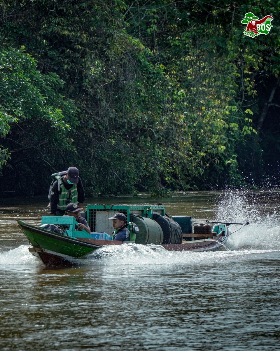 bornean_OU's tweet image. #OpenRecruitment Explore opportunities to join our team!

Join us at BOS Foundation and be a part of positive change! We are excited to announce an opening for the position of Media And PR Coordinator.