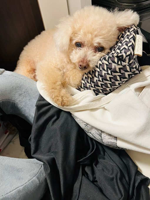 化粧ポーチを枕にしてお昼寝するコロちゃん🐕zzz  ここ寝心地悪くないかい？😳 https://t.co/01gBDtHPQG
