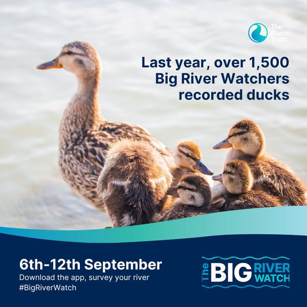 What have you recorded so far? 🦆

Only 2 days left for the #BigRiverWatch! Don’t miss out—head to your nearest river and start surveying today!

<a href="/theriverstrust/">The Rivers Trust</a>

#Rivers #DerbyshireWildlife #LoveDerbyshire #Wildlife #UKWildlife #UKNature #Wildlife #Nature #Animals #Records