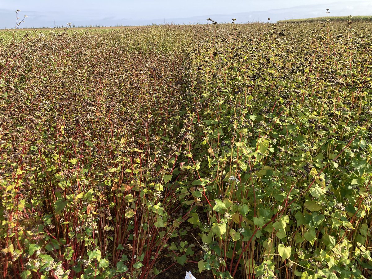 LeflaecOlivier's tweet photo. Essai #sarrasin #filieres à la recherche d’une nouvelle pépite @AGRI_OBTENTIONS @intercereales https://t.co/fu6HQP8fvY