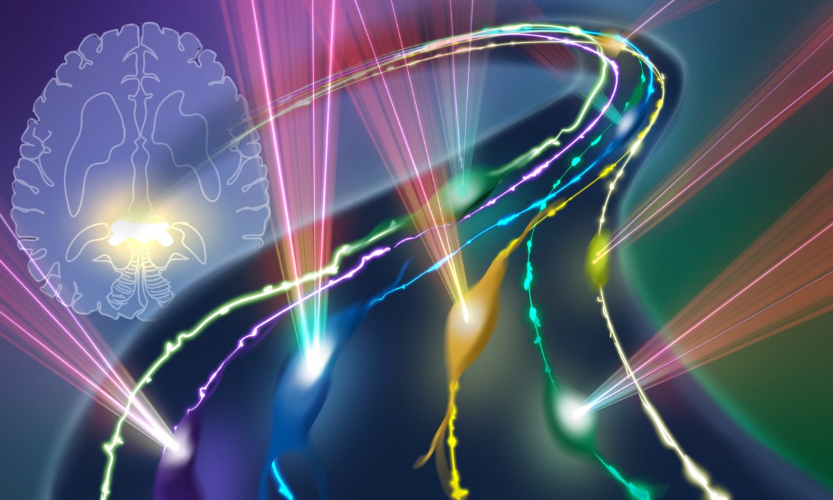 New AI-enhanced advanced microscopy method offers promise in better understanding glioblastomas, one of the deadliest brain cancers.

Scientists developed a microscope to penetrate deep brain tissue to observe live brain cells with unprecedented clarity.

embl.org/news/science-t…