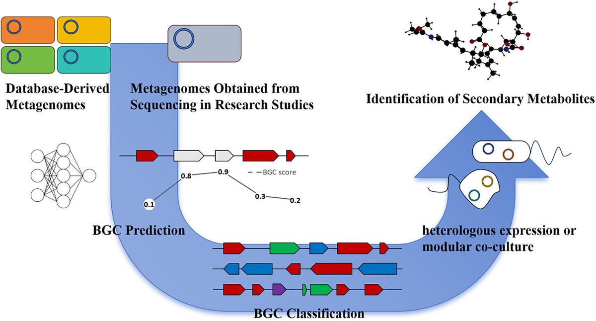 Marine microorganisms produce valuable secondary metabolites but unculturable species present research challenges. Wang et al highlights metagenomic techniques and emerging tools like AI and synthetic biology to advance BGC discovery and application ➡️ doi.org/10.1111/1751-7…