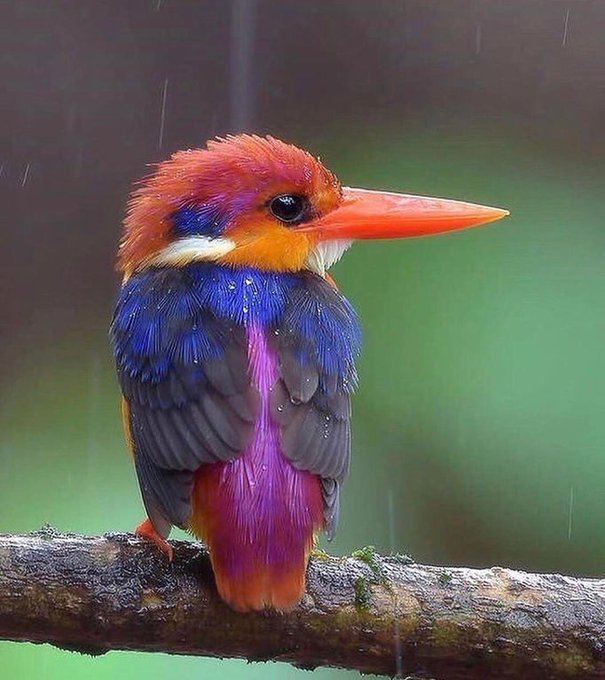 The Oriental dwarf kingfisher is a small, red and yellow kingfisher, averaging 13 cm (5.1 in) in length, yellow underparts with glowing bluish-black upperparts