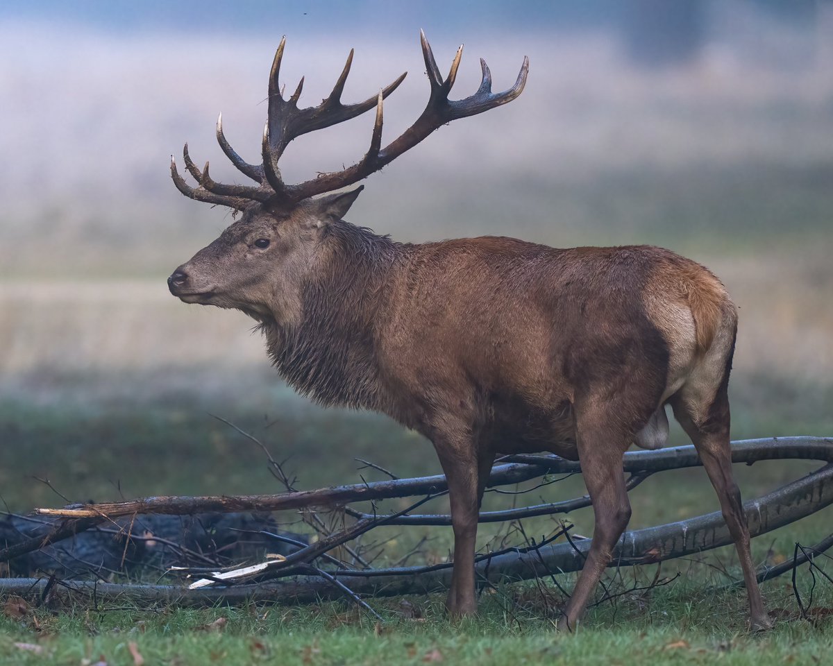 MarkOimaging's tweet photo. Limbering up for another seasons rutting! https://t.co/f13Iktov8J