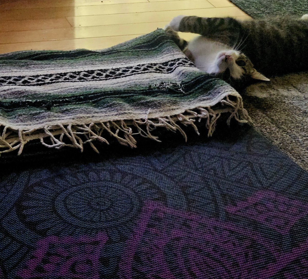 BusterKitten1's tweet photo. Ommmmmmmmmmmmm
#yogakitty #CatsOfX #namaste https://t.co/ucLdBbQMlv