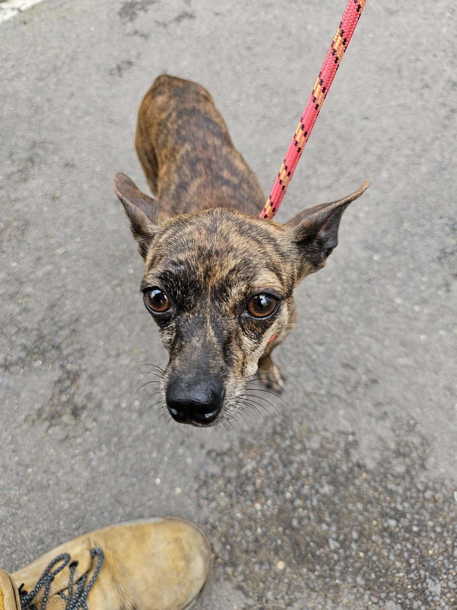 AdoptionsUk's tweet photo. Please retweet to help find the owner or a rescue space for this stray dog found #Blackwater #Hart #Hampshire #UK 
Small Crossbreed, female, chip unregistered, found 9 September. Now in a council pound for 7 days. She could be missing or stolen from another region. 
Please share widely.  This council will not allow the public to adopt. Proof of ownership required.  
Details or contact if this is your dog or you can offer a rescue space👇 
https://t.co/gvko0pjw8t

In the UK a stray dog becomes the property of the council after just 7 days. The dog can then be sent to a rescue shelter or euthanised if local shelters are full.   Rescue shelters across the UK are full.   Councils continue to grant new licences to breed. 
Please share wherever you are so we can reach someone that is in a position to help✅  
Please adopt or foster a dog from a registered charity or just share to help.  

I am not linked to this pound, I am sharing to help find the owner or a rescue shelter space. 

  #dogs #dog #England #Wales #Scotland 
@rickygervais @DogsTrust @RSPCA_official @Battersea_ @MissingPetsGB @rosiedoc666 @DogLostUK @Nightowl400 @LisaClareRead2 #k9hour #TeamZay #pets #animals #adoptdontshop #Rescuedogs