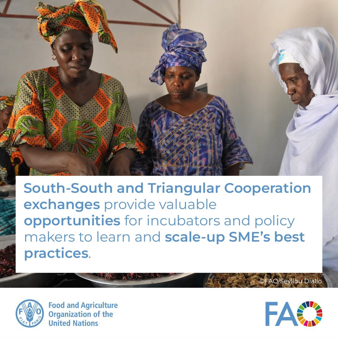 FAOWestAfrica's tweet image. Innovative approaches for knowledge transfer &amp;amp; capacity development are crucial to help achieve the #4Betters

Developing countries of the South are meeting their development goals through the sharing of knowledge, solutions, skills, expertise, and resources !

#SSTC #SouthSouth