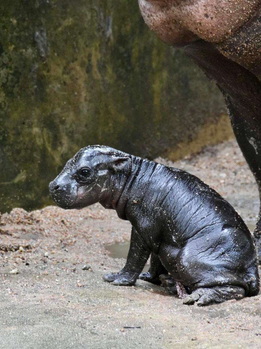 สวนสัตว์เปิดเขาเขียว Khao Kheow Open Zoo tweet media