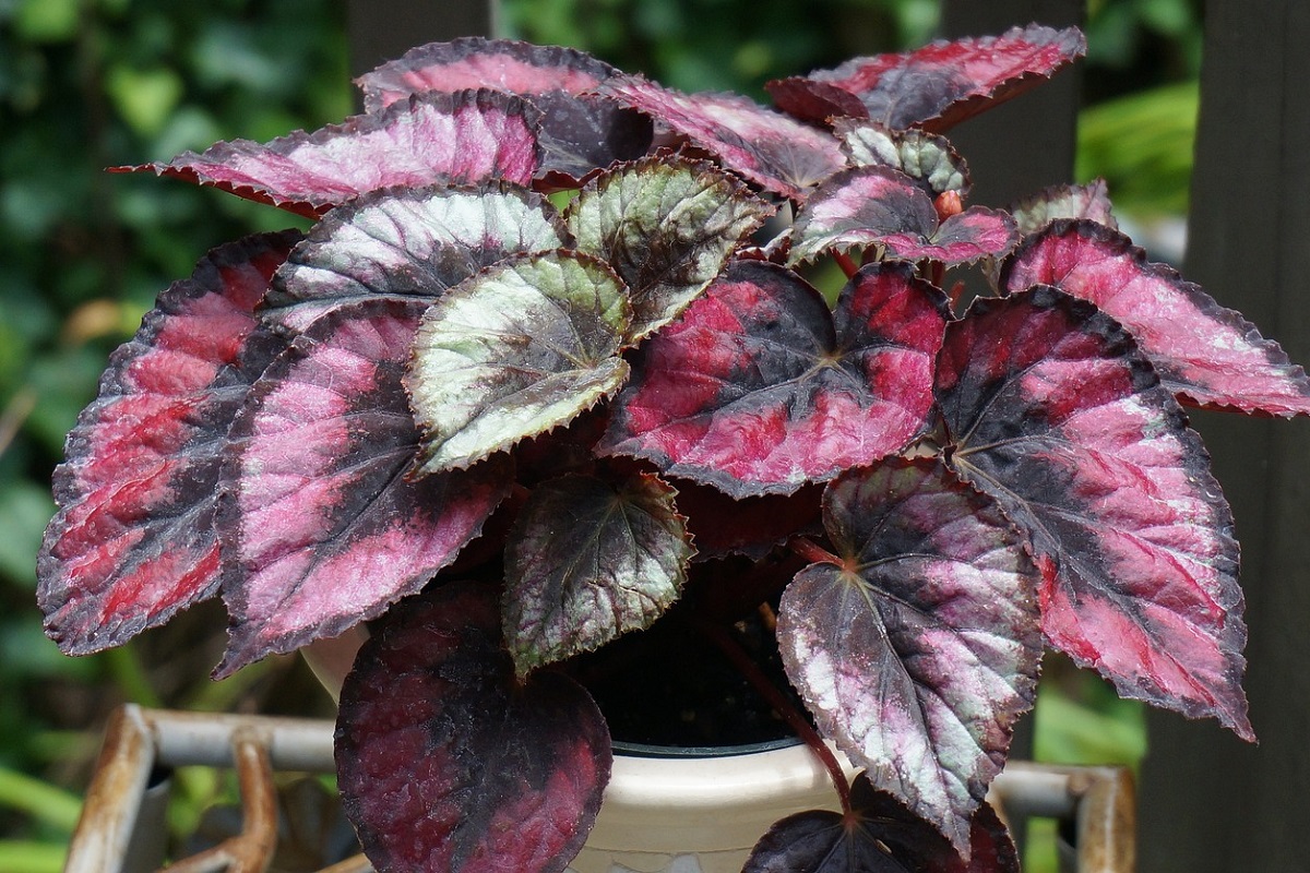 ItalAgro's tweet photo. La Begonia rex è una splendida pianta d’appartamento apprezzata per il suo fogliame con colori accesi!
https://t.co/2QDJhZ669J
#vithalgarden #begoniarex #begonia #begonie #pianteappartamento https://t.co/3REVcsa6BK