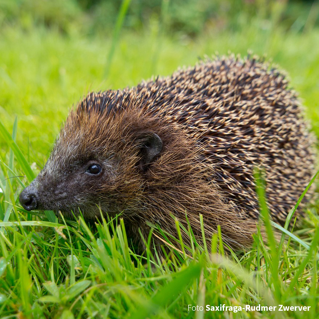 Misschien zit er wel een in jouw tuin of lopen ze in de buurt; op de aanwezigheid van egels mag je trots zijn. Tijdens de jaarlijkse Egeltelling komend weekend staat de egel in de schijnwerpers. Tel je ook mee?
Lees meer op: zoogdiervereniging.nl/egeltelling2024