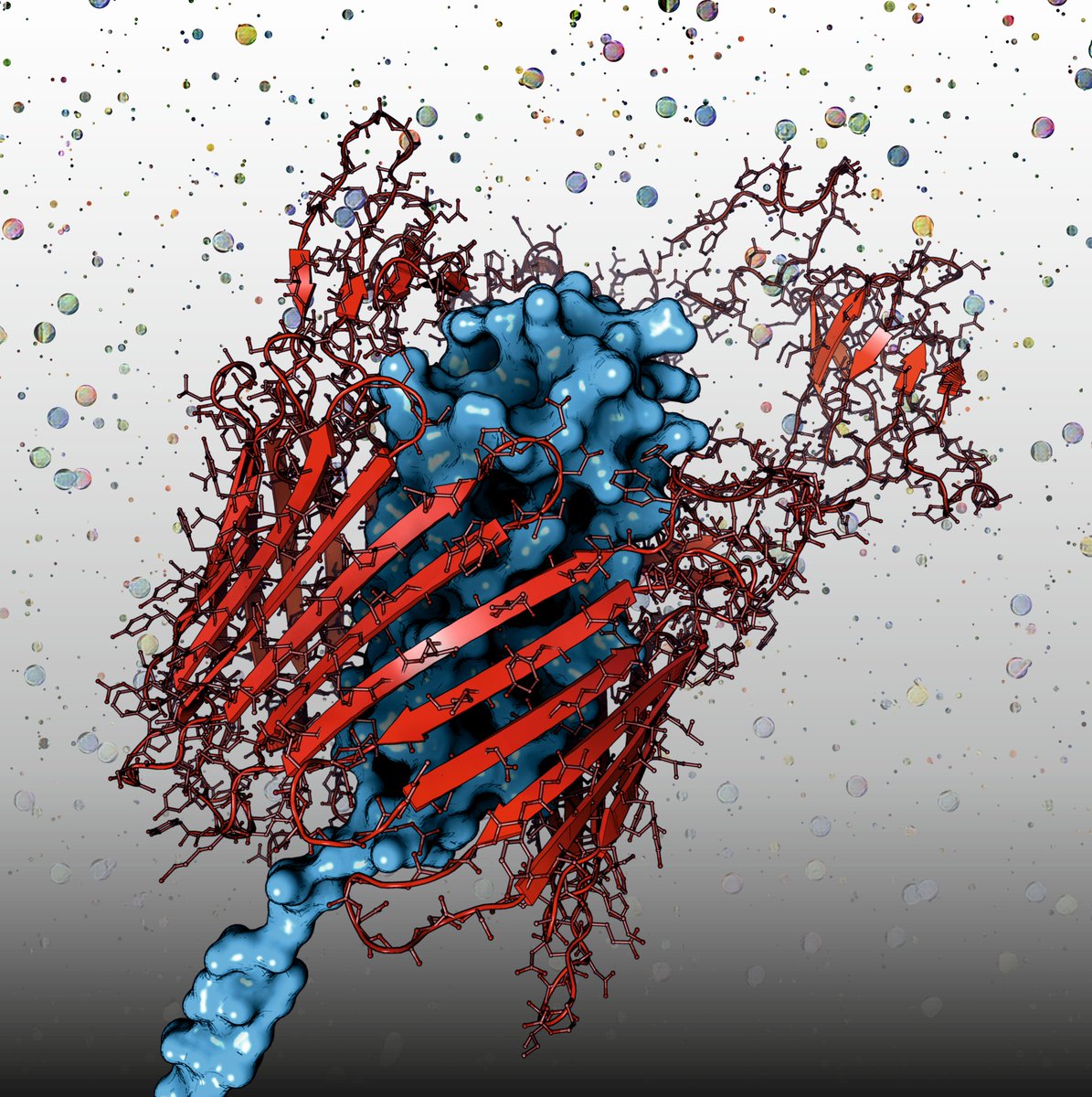 proteinimaging's tweet photo. Here you can see a cryoEM structure of the FimD usher from Escherichia coli (PDB code: 6E14)
Rendering by @fenguita made with #ProteinImager
https://t.co/GgaxsCkFkf
#scivis #molecularart #usher #pili #membrane #secretion #betabarrel #cryoem https://t.co/YxMw5A13XA
