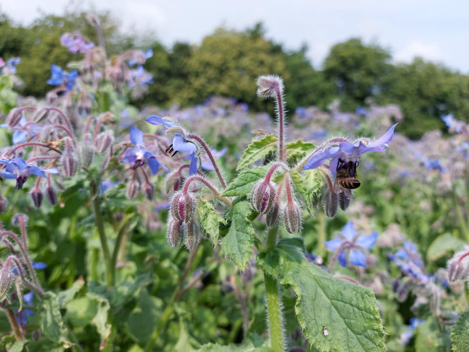 StBenet'sBees tweet media