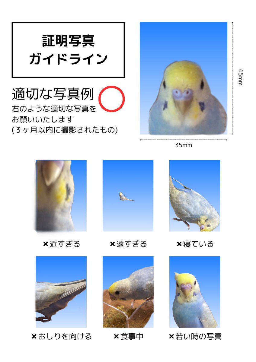 こんなテンプレートがあったらもうやるしかない😂ぽこちゃん！ #TLに