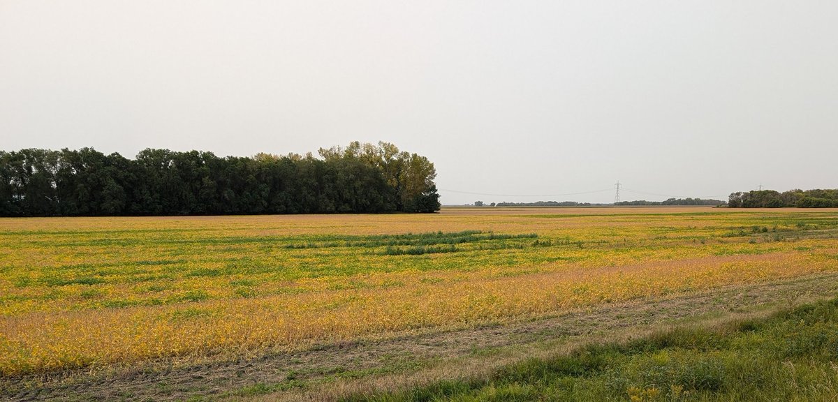 There are several fields that look this way. Drowned out areas that have regrown.