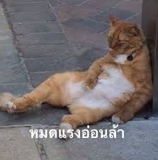 seantuan0510's tweet photo. เฮียปัฐคร้าาาาาาาา
#lxcbz https://t.co/faTDjWRJcs