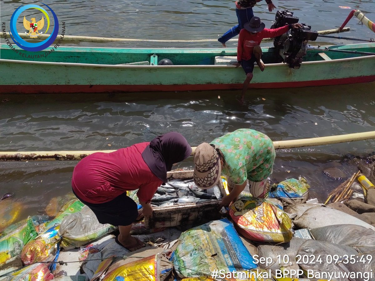 patria_ibi's tweet photo. Selasa(10/09), Ibi Patria, S.Pi, Luhkan Kab. Jember, 
di KUB Cipta Karya Ds Puger Wetan, melaporkan tangkapan an. Anton, Ikan Tongkol sebanyak 30 kg, Pancing Ulur,  
harga Jual 15.000/kg

#GiatLuhkanSatminkalBwi #Jember #Tangkap https://t.co/C5Z8GcndGg
