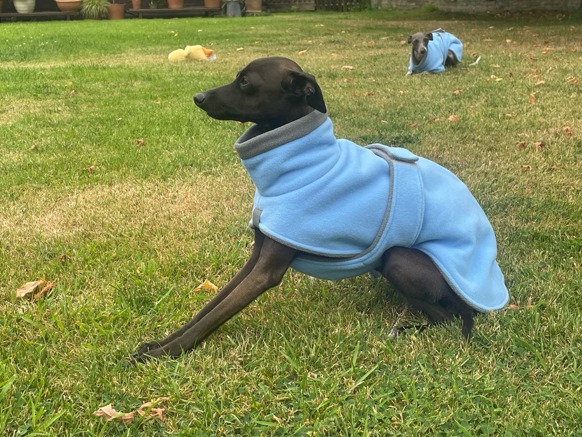 Gorgeous little Pickle and Gino keeping cosy in their new DG Soft Fleece Jackets. 😊🩵

For quick delivery, we recommend getting special request items ordered soon before the autumn / winter rush. 🍂🐾
