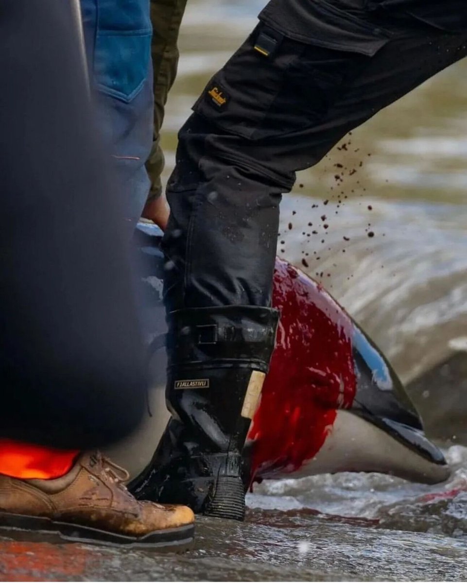 dogdotstories's tweet photo. #repost 

WARNING ⚠️ Graphic Images

In a horrific traditional practice called the Grindadráp which repeats annually in the Faroe Islands, this week hundreds of white-sided dolphins have been herded into a shallow bay and brutally slaughtered. https://t.co/MQnvKAYcKe