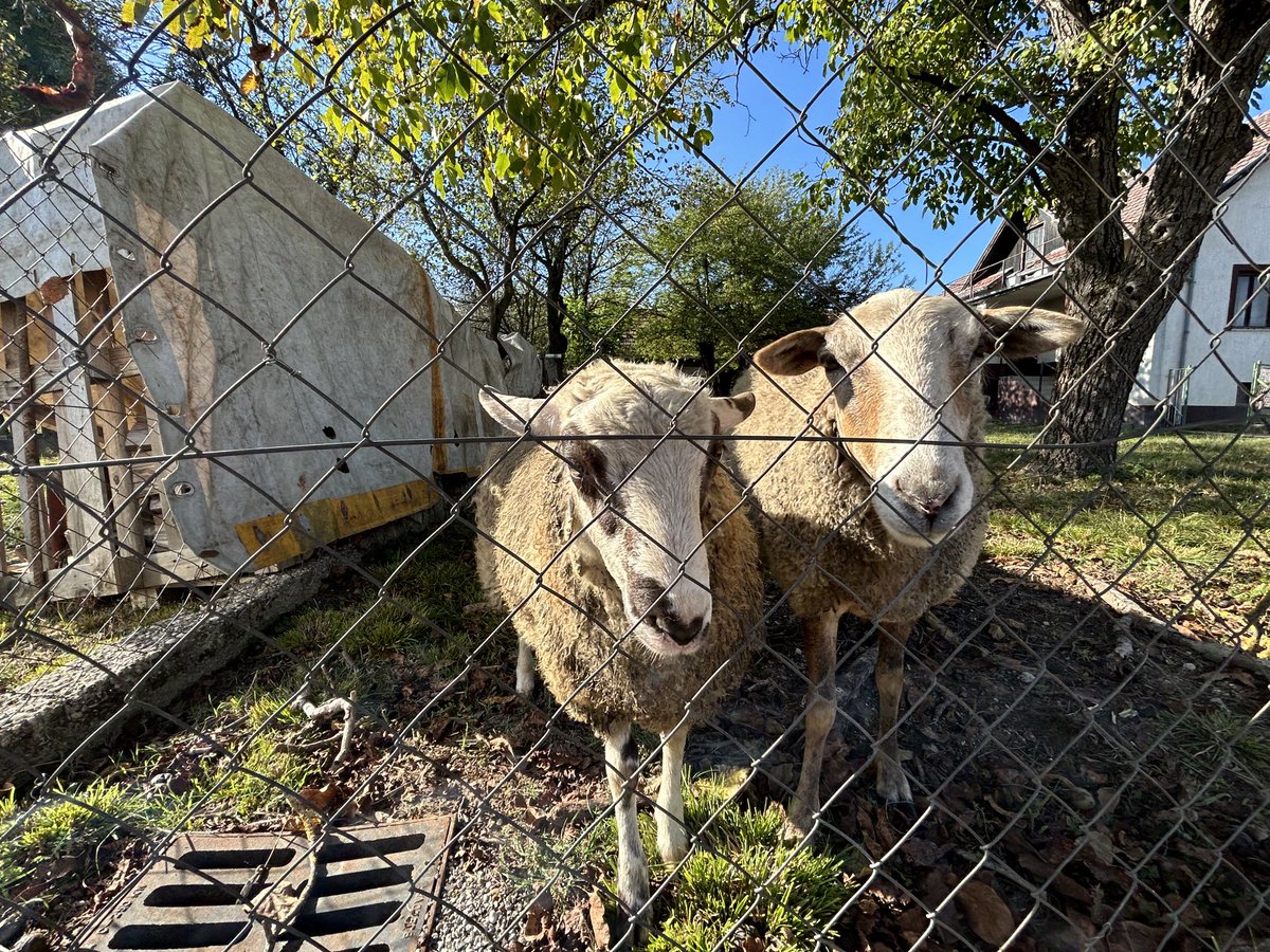 Habe mich heute mit den Nachbarn unterhalten. Waren recht einsilbig. 🤷🏼‍♂️